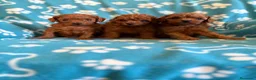 Caniche Toy perros en venta: Caniches toy - Anuncio 5