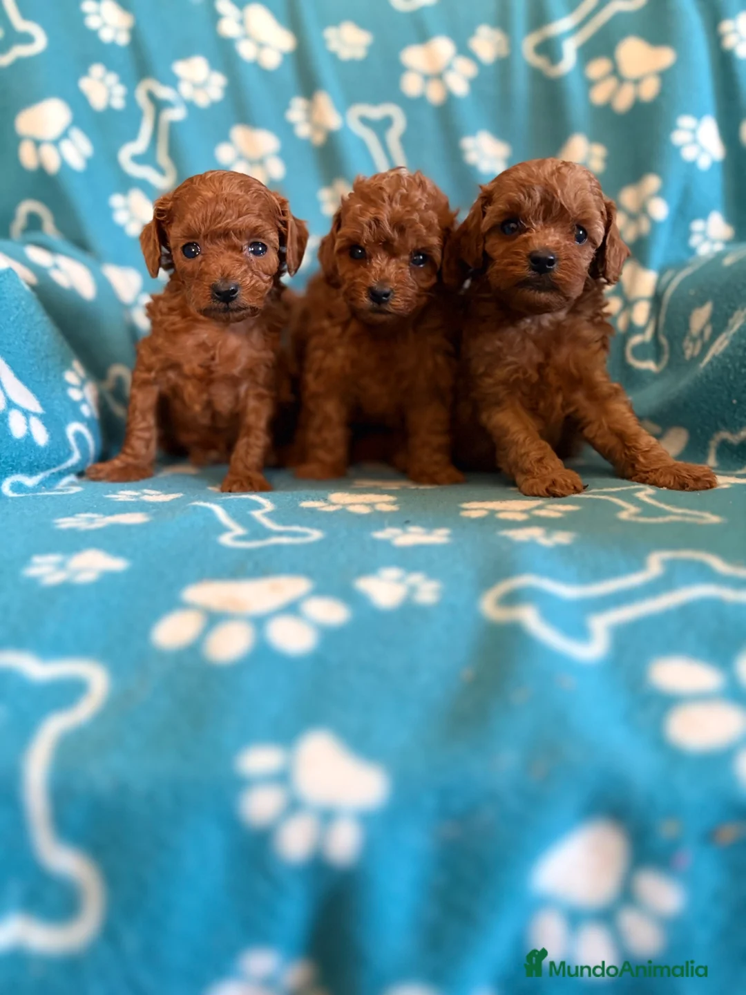 Caniche Toy perros en venta: Caniches toy - Anuncio 5