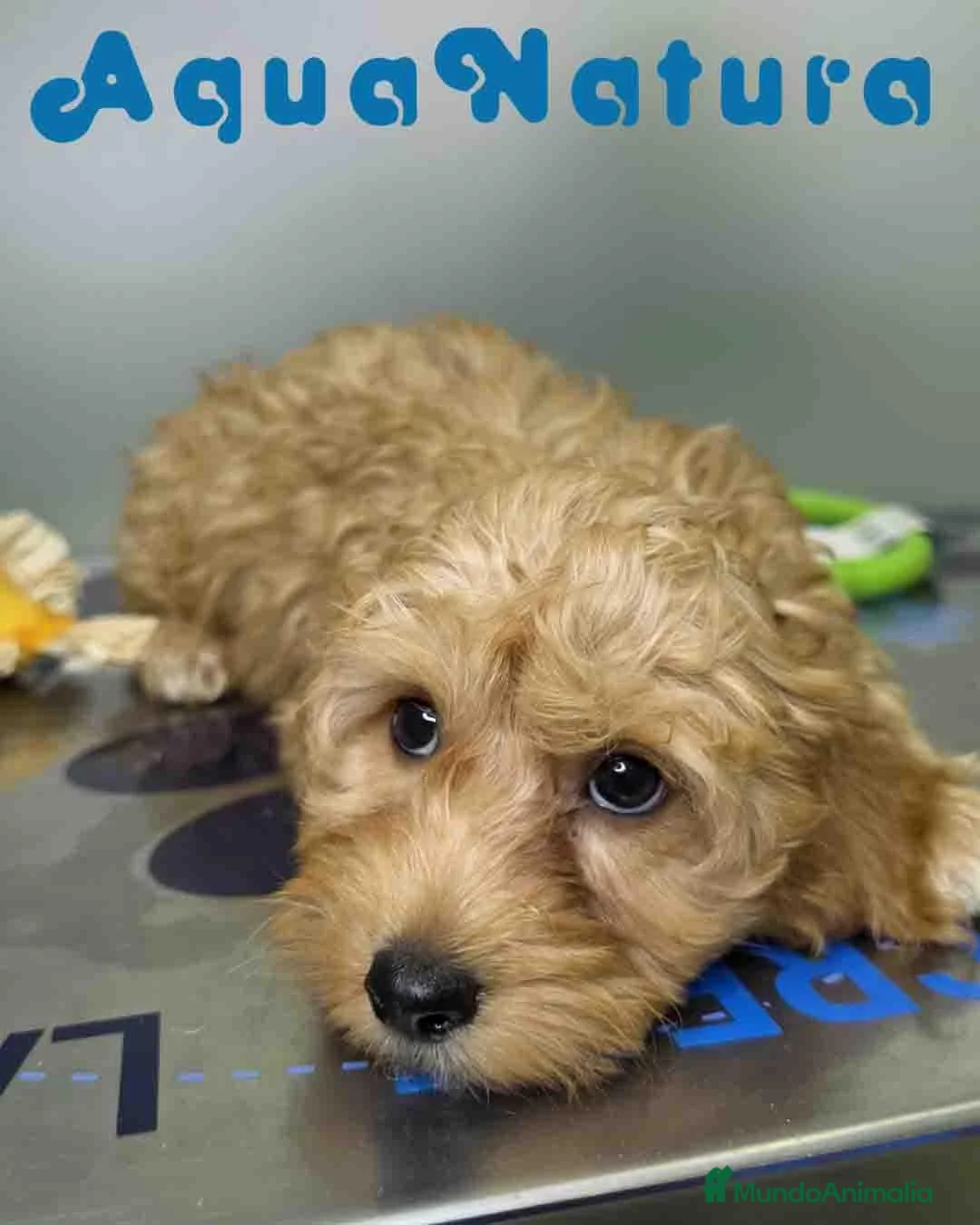 Havapoo perros en venta: Havapoo Macho de Haya y Can 8301 AQUANATURA - Anuncio 14