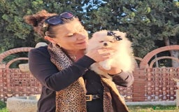 Pomerania perros en venta: HEMBRITA POMERANIA DIMINUTA  - Imagen 12