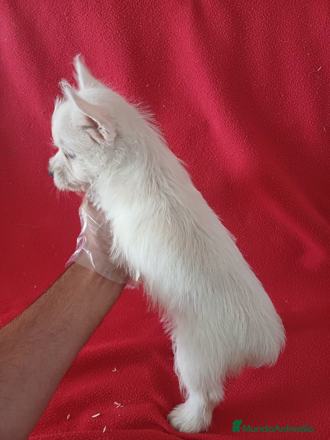 West Highland White Terrier perros en venta: Westing Terrier  - Imagen 3