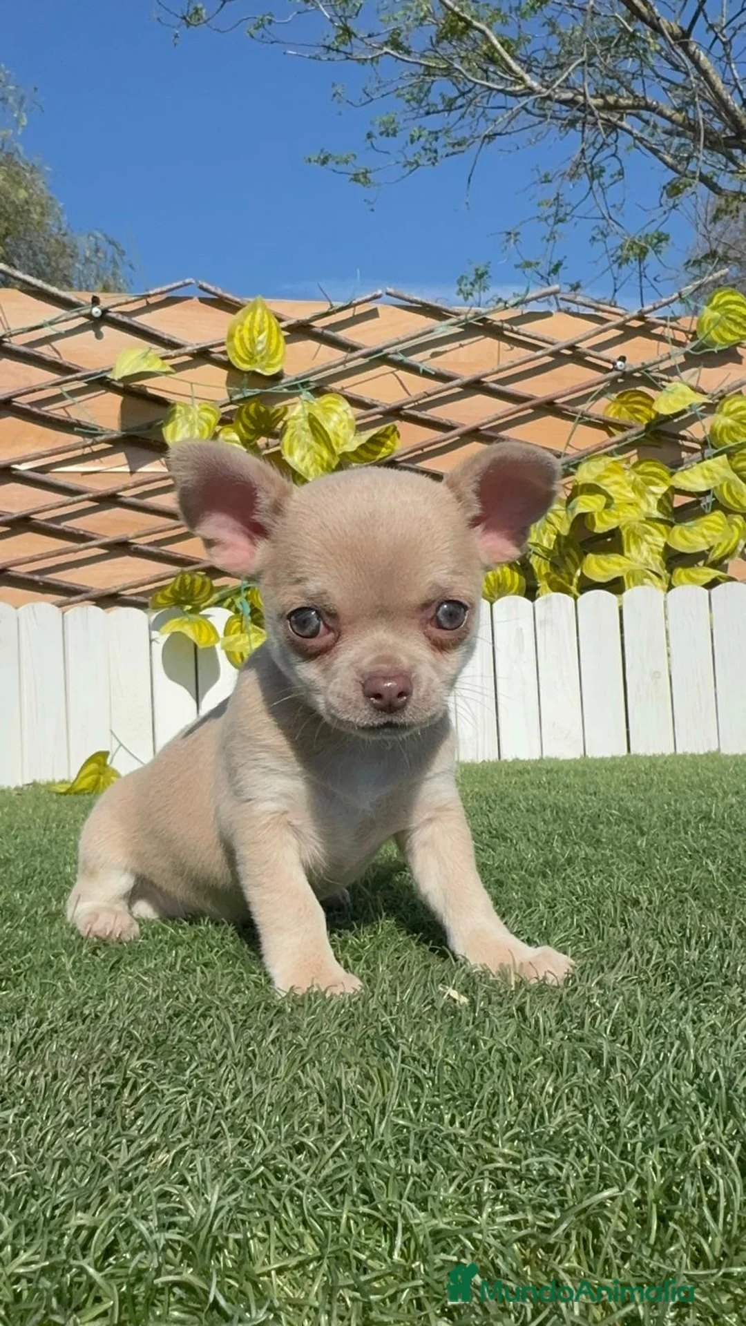 Chihuahua perros en venta: CHIHUAHUA - Anuncio 1