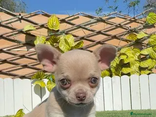 Chihuahua perros CHIHUAHUA - Anuncio 2