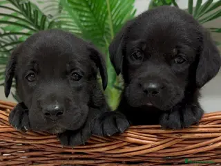 Labrador Retriever perros LABRADOR - Anuncio 1