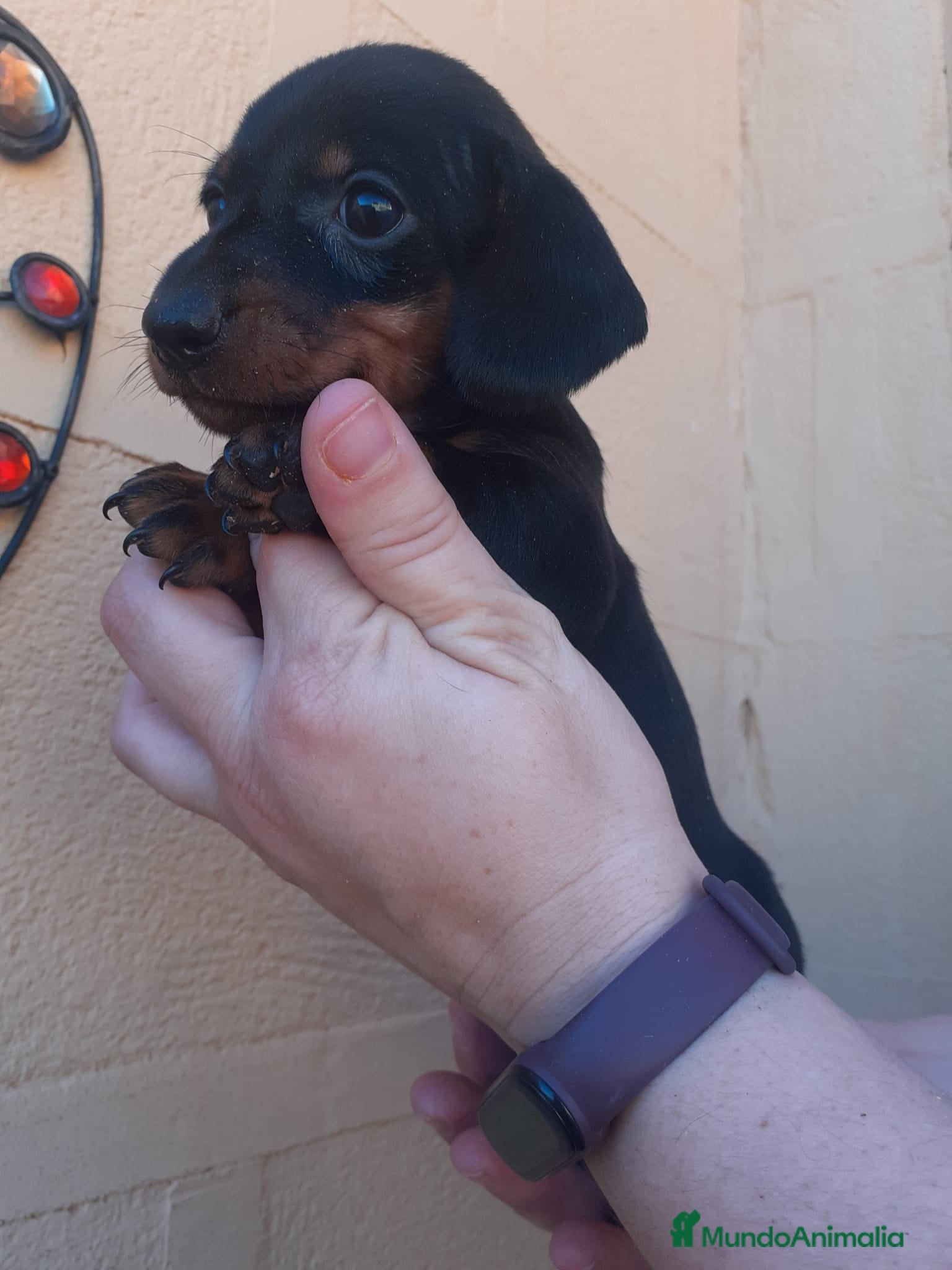 Teckel Miniatura perros en venta: Teckel mini  - Anuncio 5