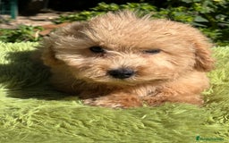Maltipoo perros en venta: Maltipoo Apricot  - Imagen 9