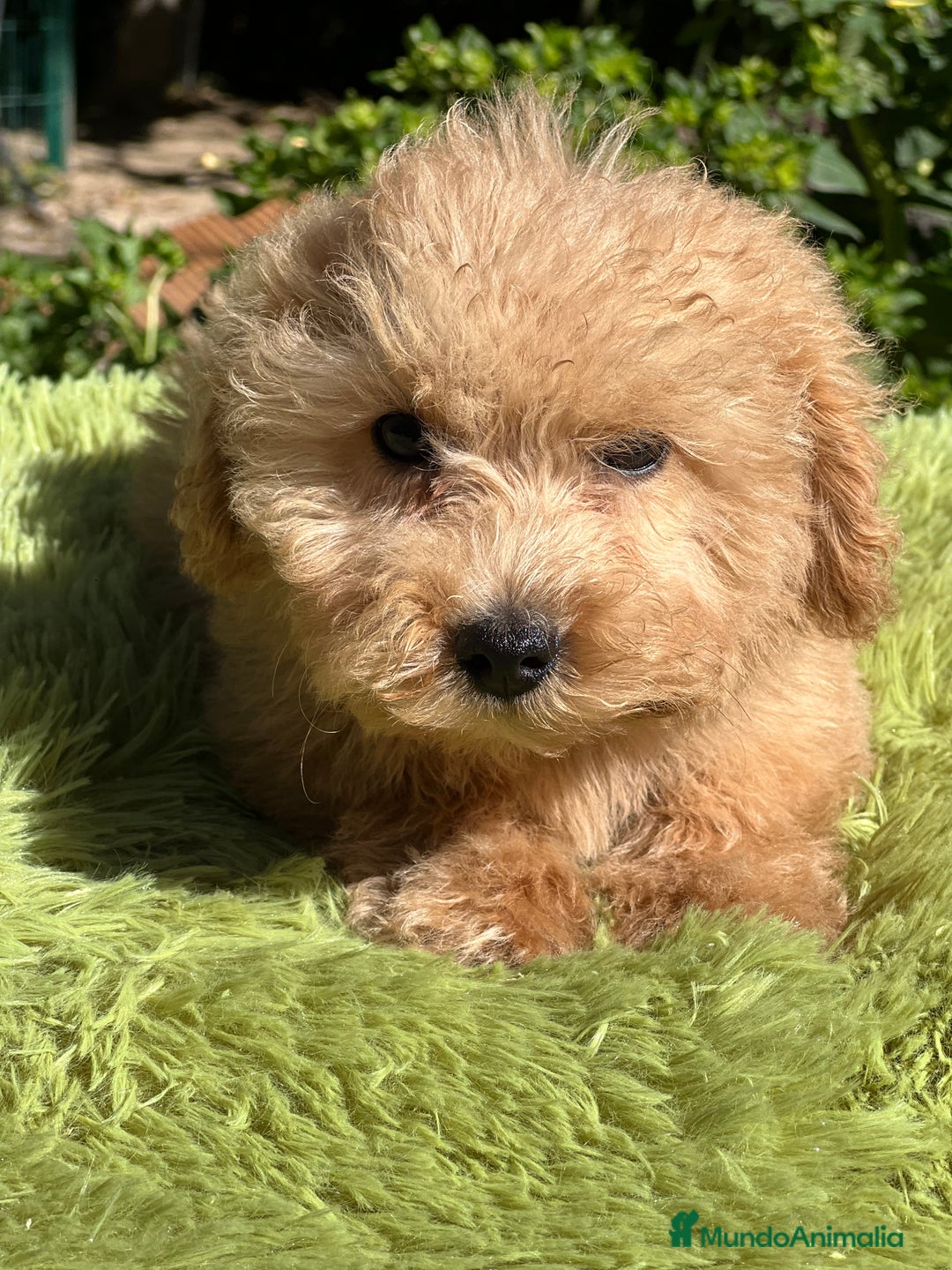 Maltipoo perros en venta: Maltipoo Apricot  - Imagen 9