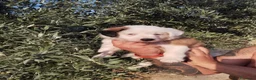 Border Collie perros en venta: Camada de Border Collie - Anuncio 10