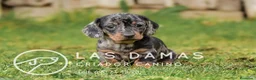 Teckel perros en venta: TECKEL DISPONIBLES - Anuncio 1