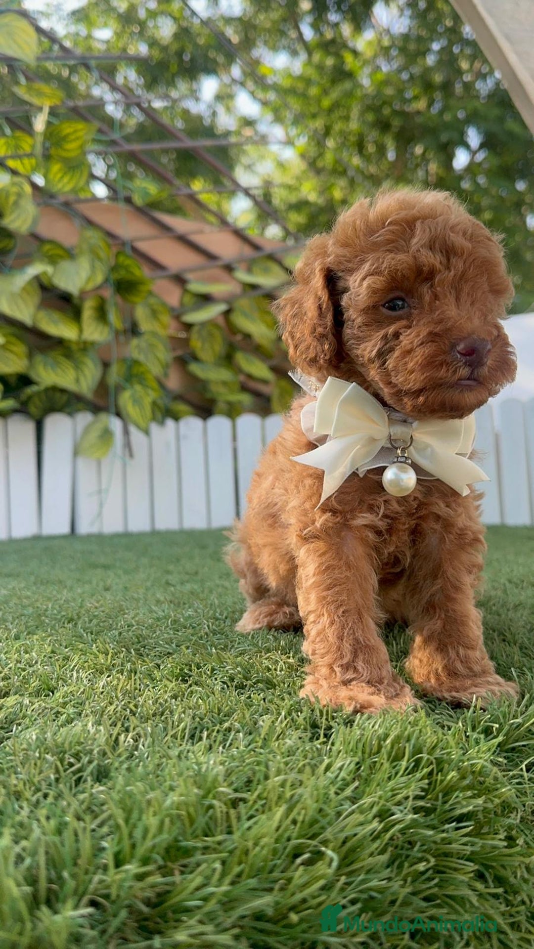 Caniche Toy perros en venta: CANICHE TOY EN SEVILLA, ENVIO A TODA ESPAÑA - Imagen 7
