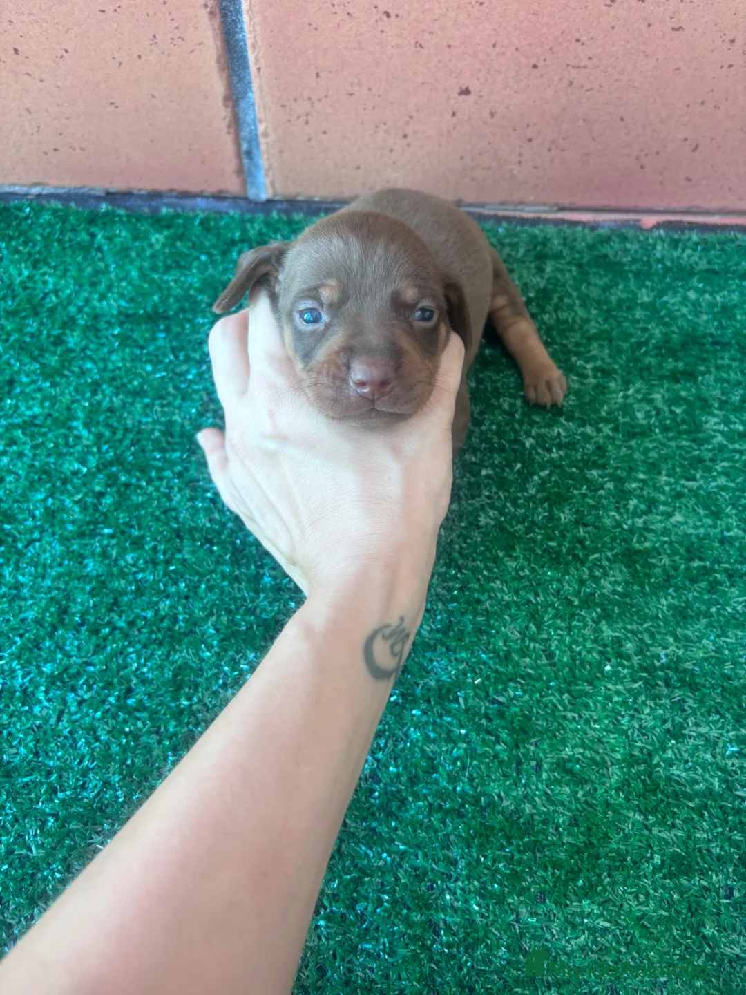 Teckel Miniatura perros en venta: Preciosos Teckel arlequín Isabella y chocolate - Anuncio 6