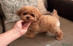Maltipoo perros en venta: Maltipoo para noviembre/diciembre  - Imagen 6