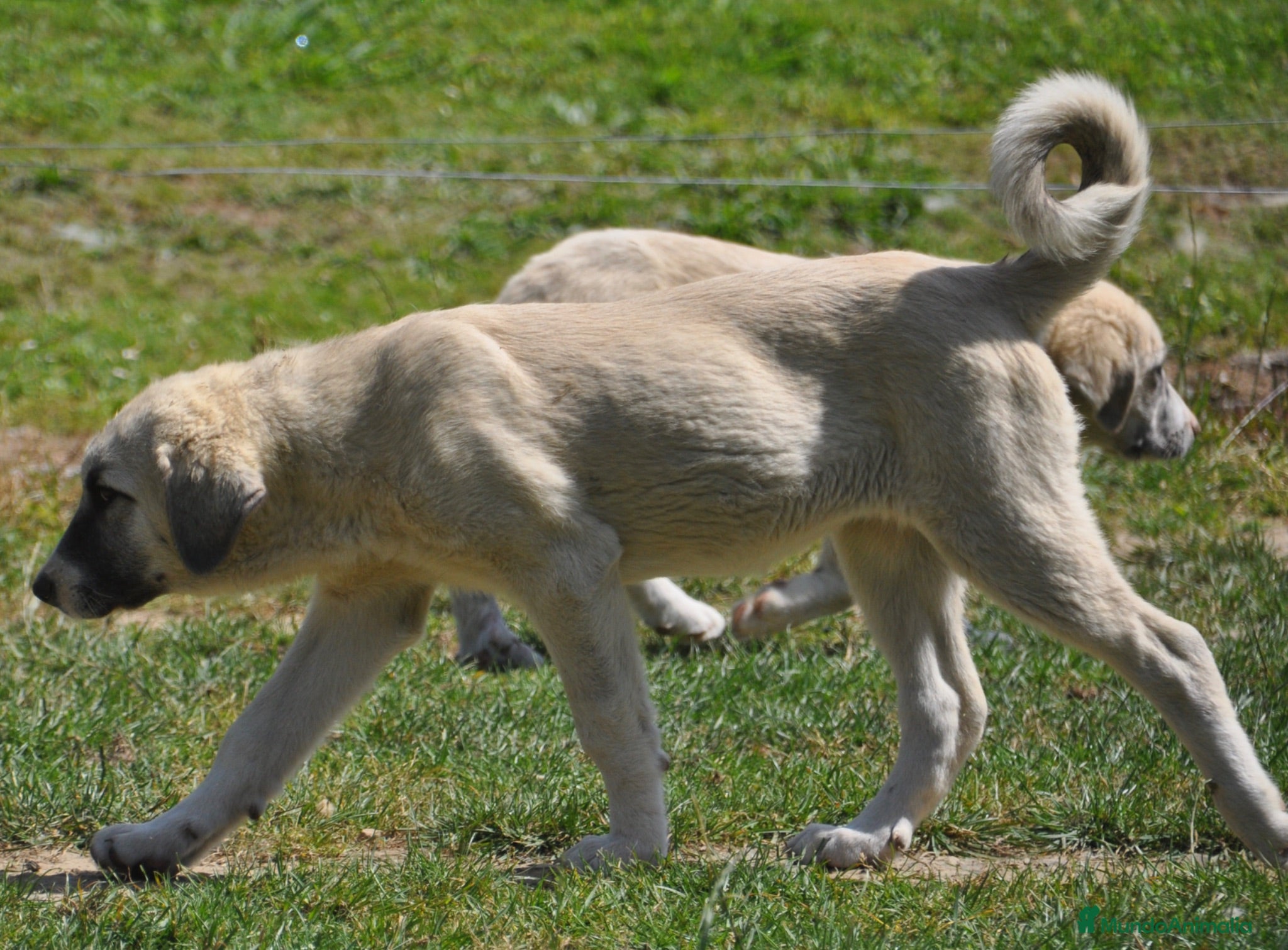 Mastín Español perros Mastín Español Autóctono ganadero - Anuncio 2