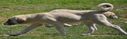 Mastín Español perros en venta: Mastín Español Autóctono ganadero - Anuncio 1