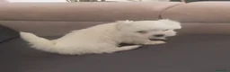 Bichón Maltés perros en venta: Bichón Maltés línea americana  - Anuncio 3
