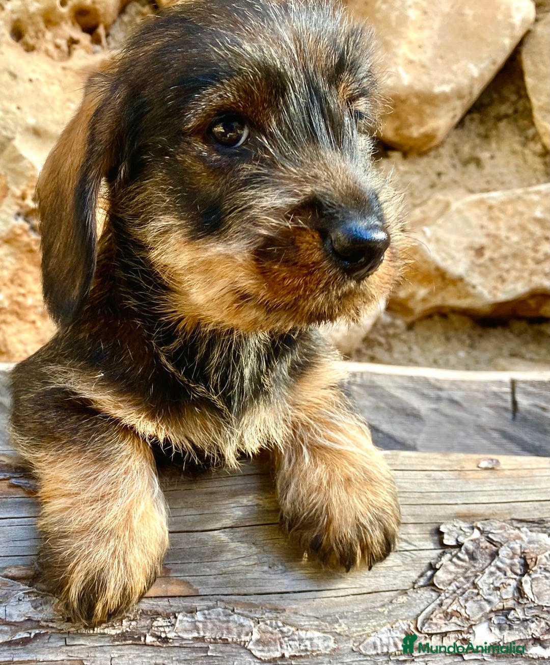 Teckel Miniatura perros en venta: TECKEL KANINCHEN (el más pequeño) MAGNIFICOS - Anuncio 2