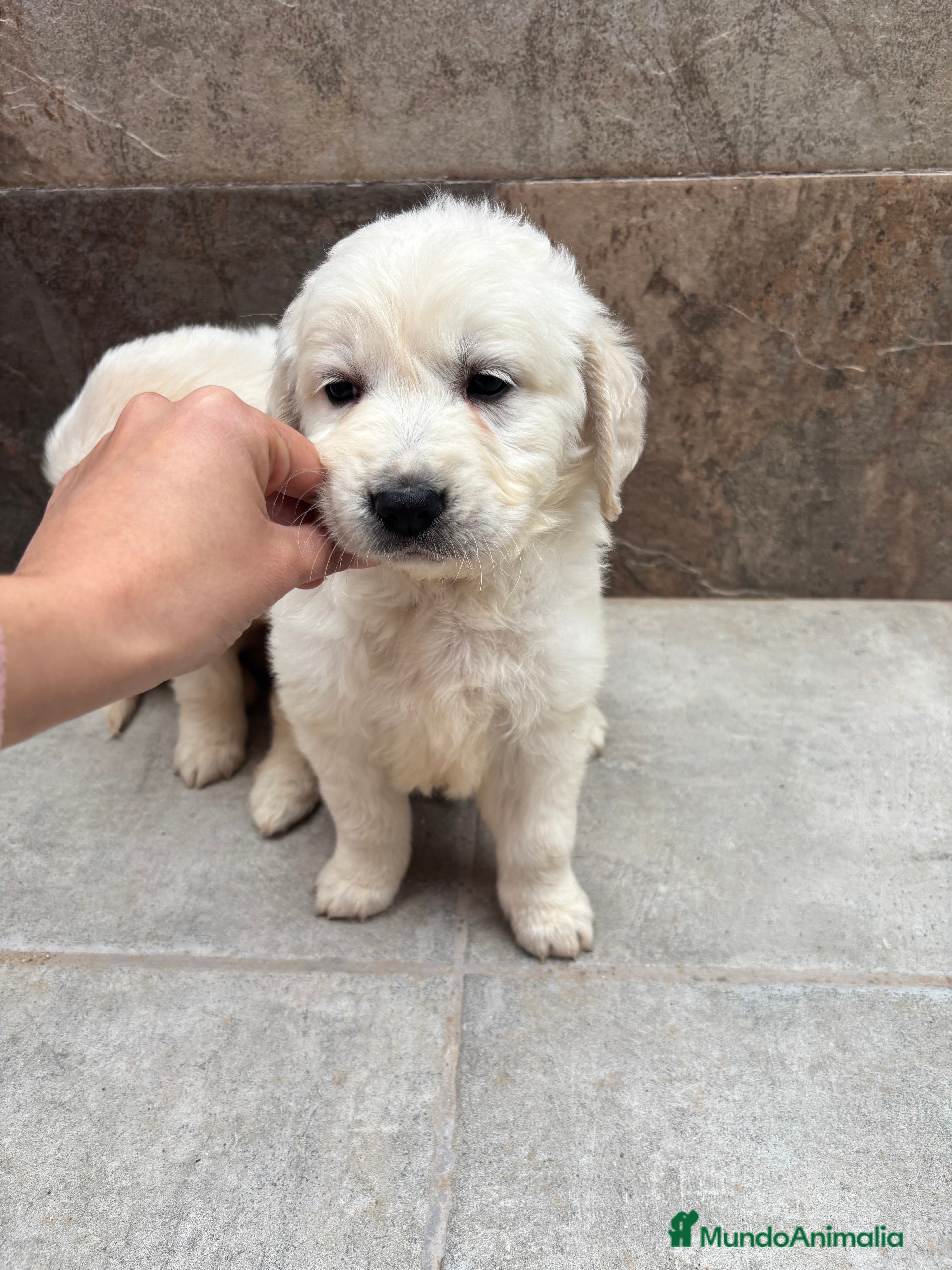 Golden Retriever perros Últimos Machos deGolden disponibles - Anuncio 1