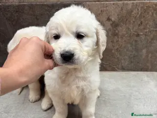Golden Retriever perros Últimos Machos deGolden disponibles - Anuncio 1