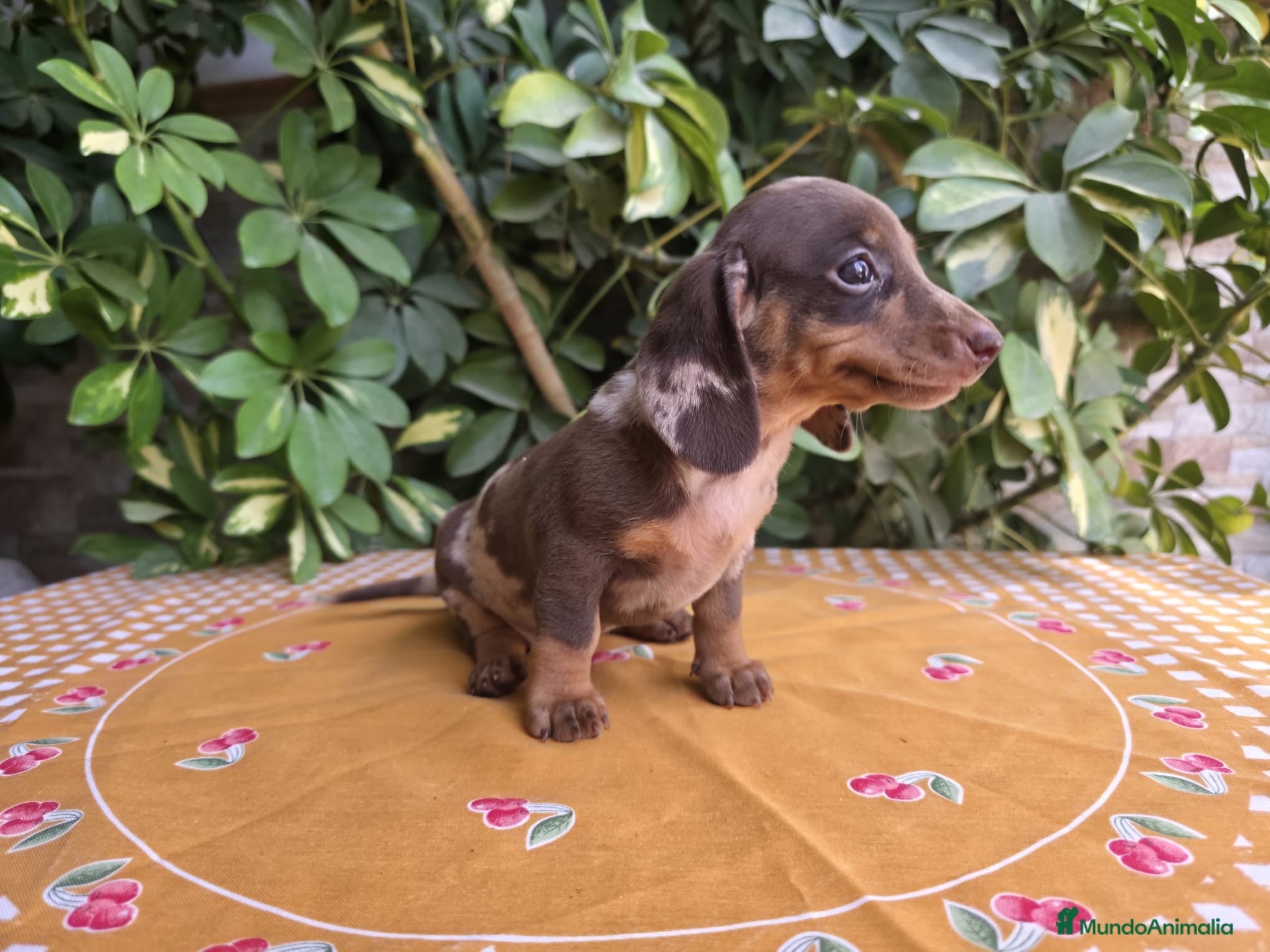 Teckel Miniatura perros TECKEL MINIATURA ARLEQUIN CHOCOLATE - Anuncio 2