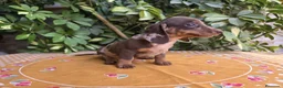 Teckel Miniatura perros en venta: TECKEL MINIATURA ARLEQUIN CHOCOLATE - Anuncio 1