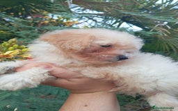 Maltipoo perros en venta: Maltipoos  - Imagen 5