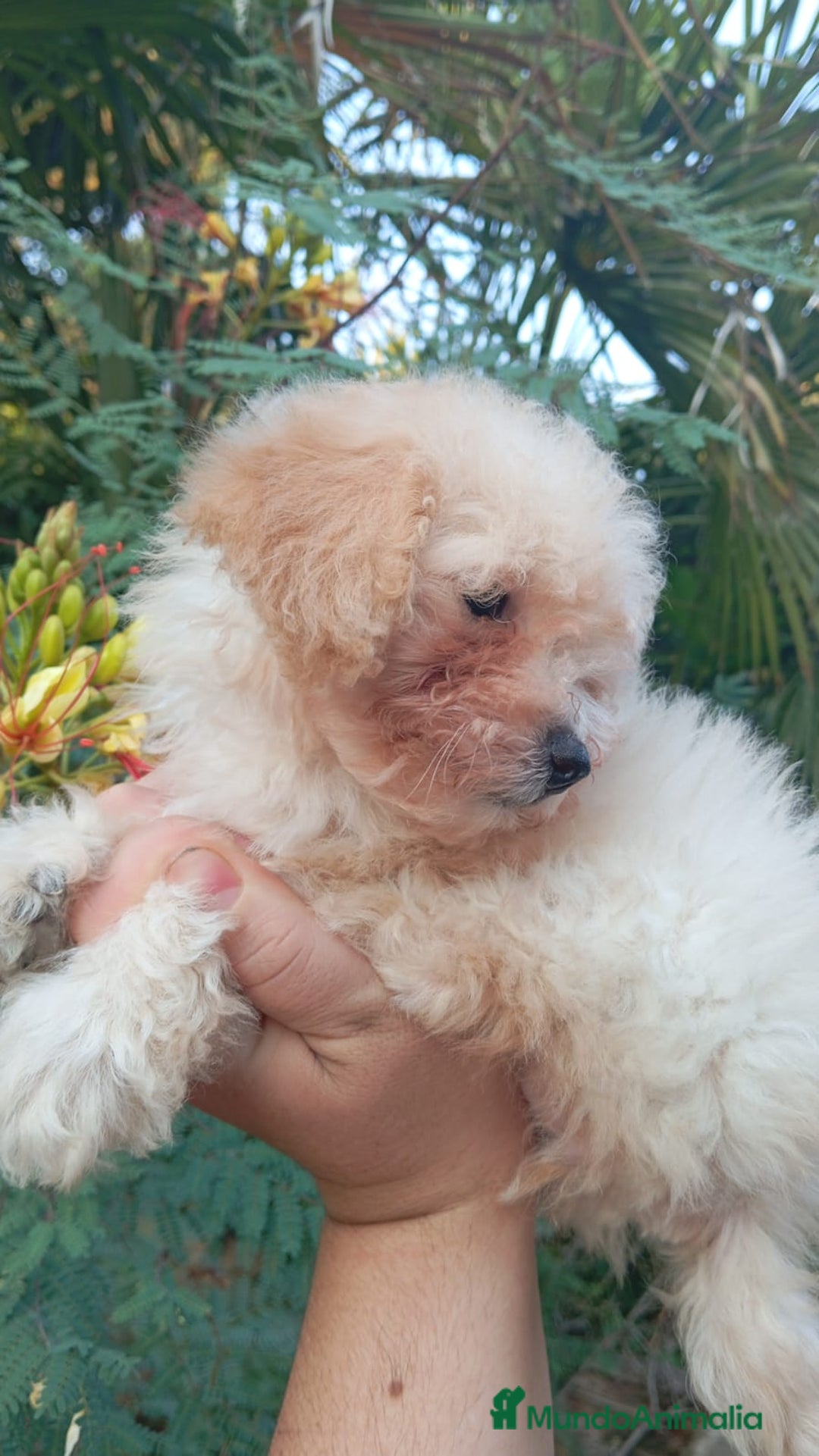 Maltipoo perros en venta: Maltipoos  - Imagen 5