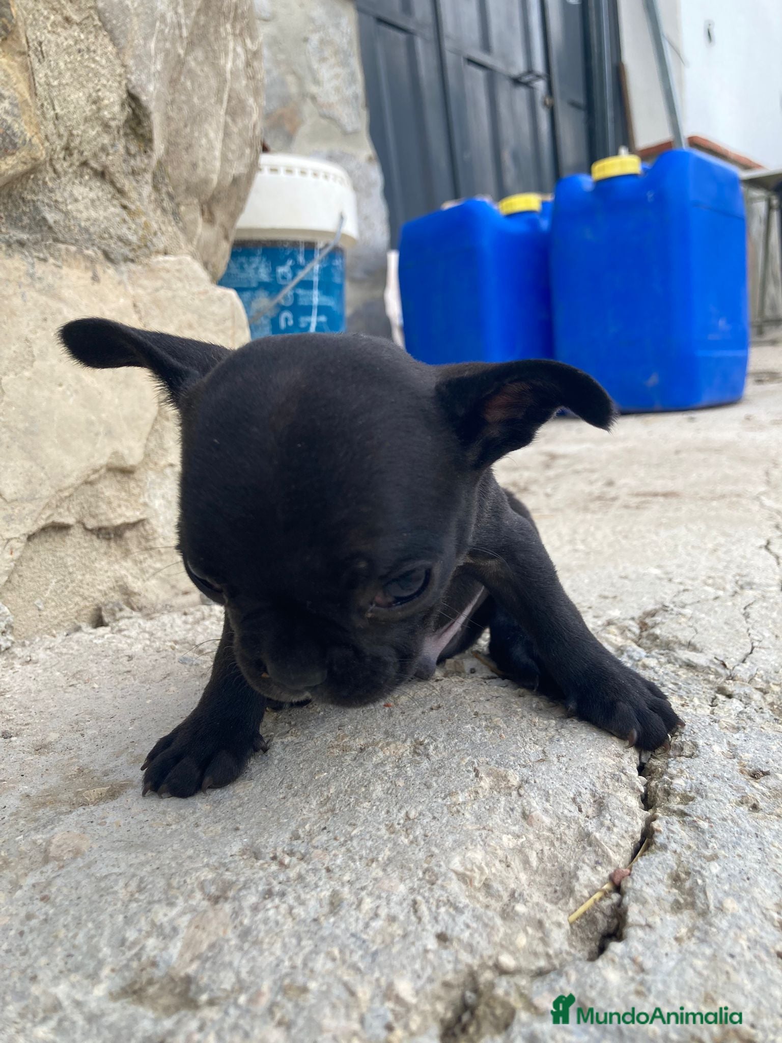 Bulldog Francés perros Bulldog frances - Anuncio 14