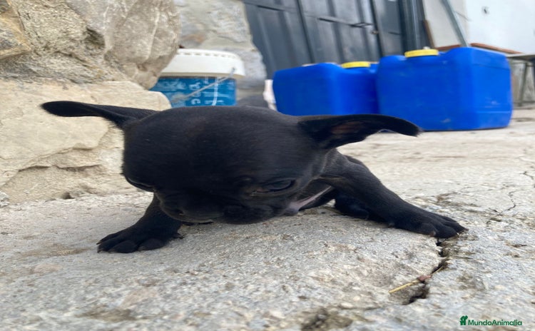 Bulldog Francés perros - Anuncio 1