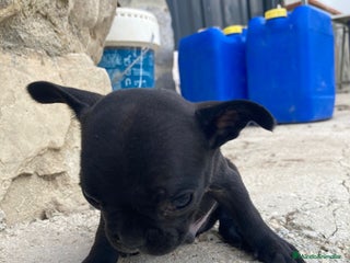 Bulldog Francés perros - Anuncio 1