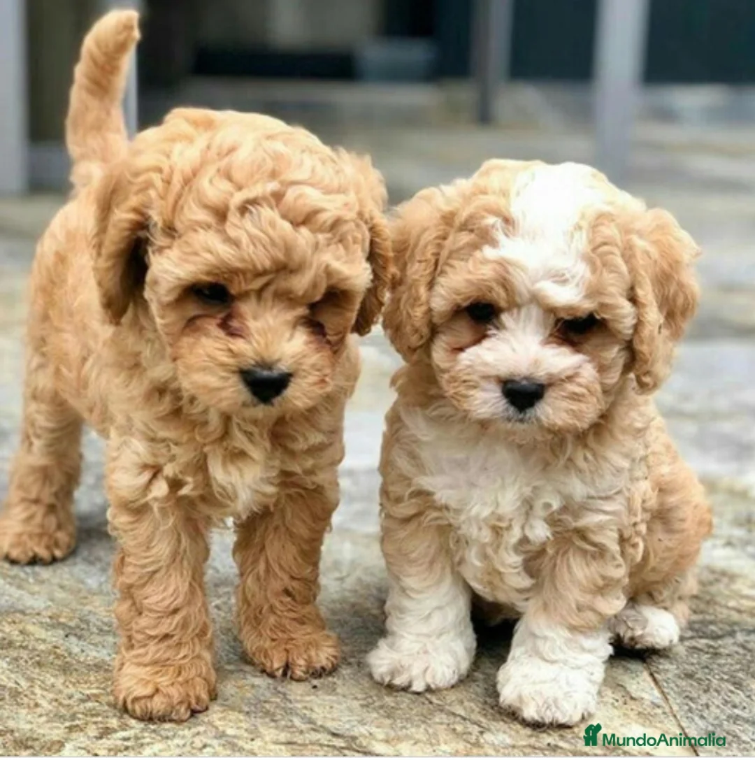 Maltipoo perros en venta: Maltipoo mini - Anuncio 2