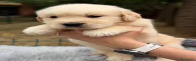 Golden Retriever 5