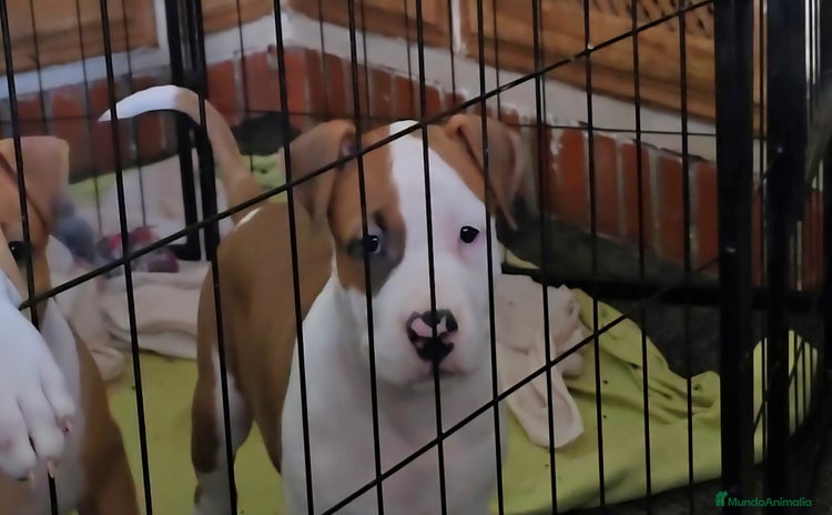 American Staffordshire-Terrier perros - Anuncio 1