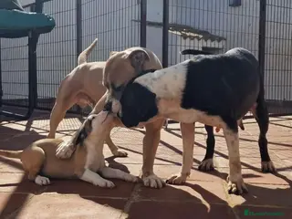 American Staffordshire-Terrier perros Preciosas hembras disponibles - Anuncio 2