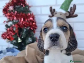 Beagle perros BEAGLE - Anuncio 1