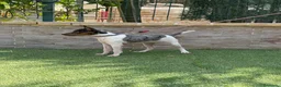 Gos Rater Valencià perros en venta: Cachorra ratonera merle  - Anuncio 5