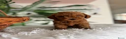 Caniche Toy perros en venta: CANICHE TOY  - Anuncio 10