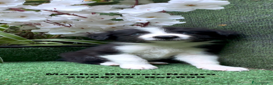 Border Collie Cachorro 4