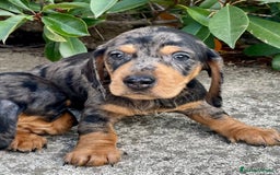 Teckel Miniatura perros en venta: Cachorros de teckel mini  - Imagen 1