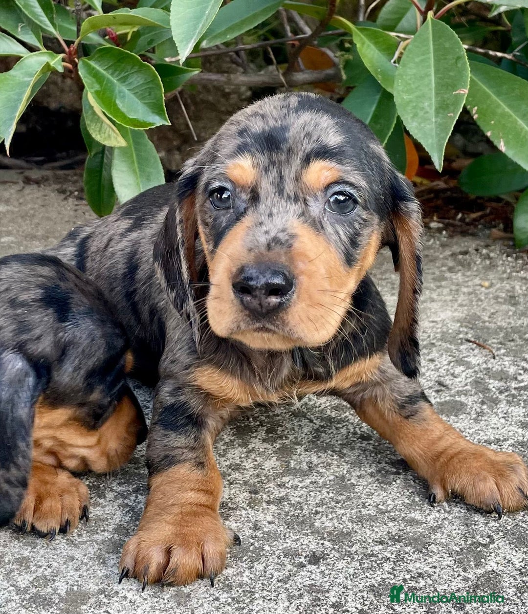 Teckel Miniatura perros en venta: Cachorros de teckel mini  - Imagen 1