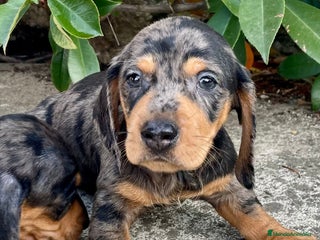 Teckel Miniatura perros - Anuncio 6