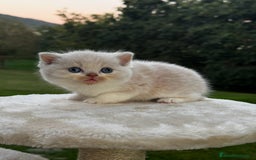 Británico de Pelo Corto gatos en venta: British Shorthair - Anuncio 5