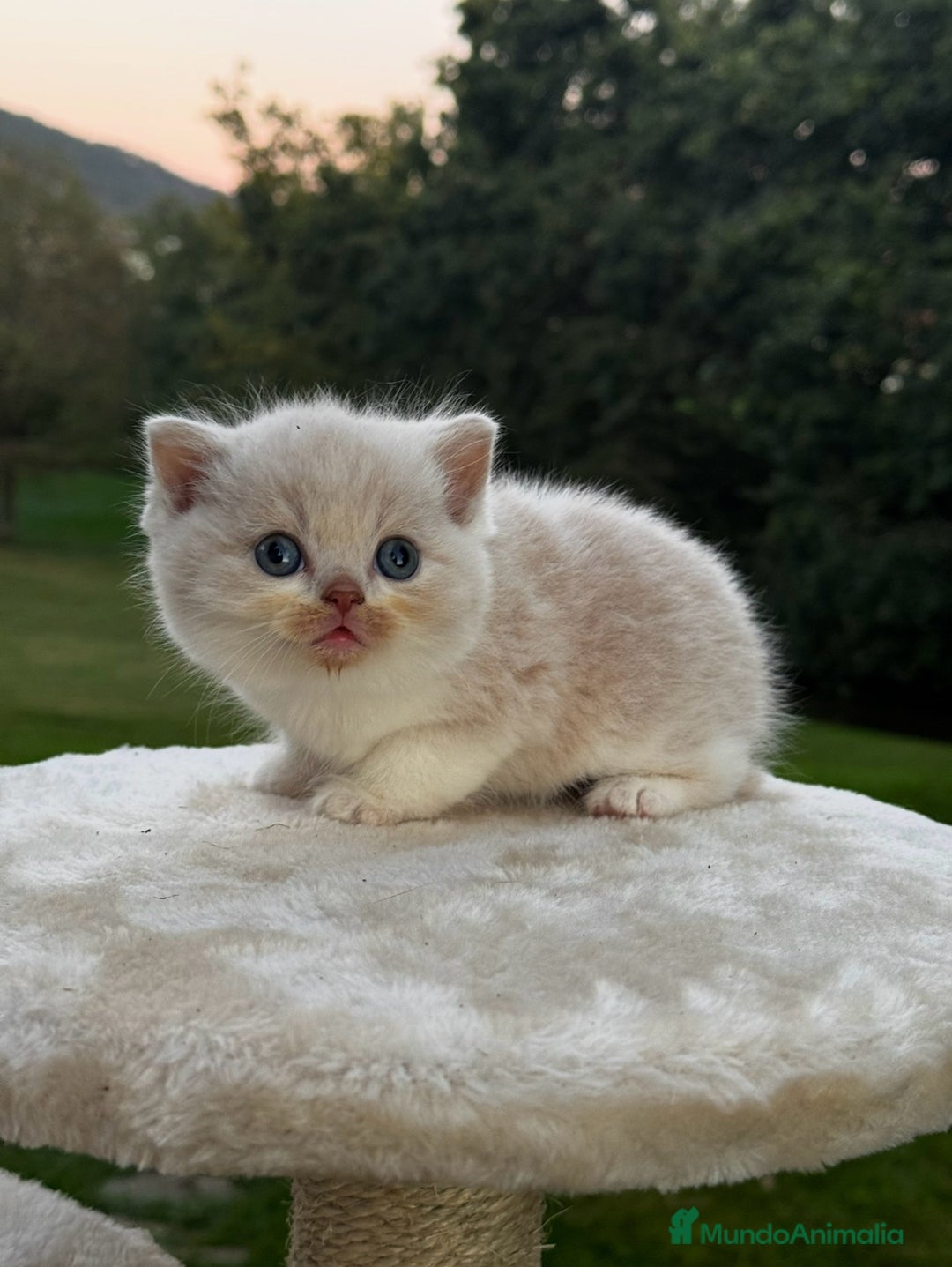 Británico de Pelo Corto gatos en venta: British Shorthair - Anuncio 5