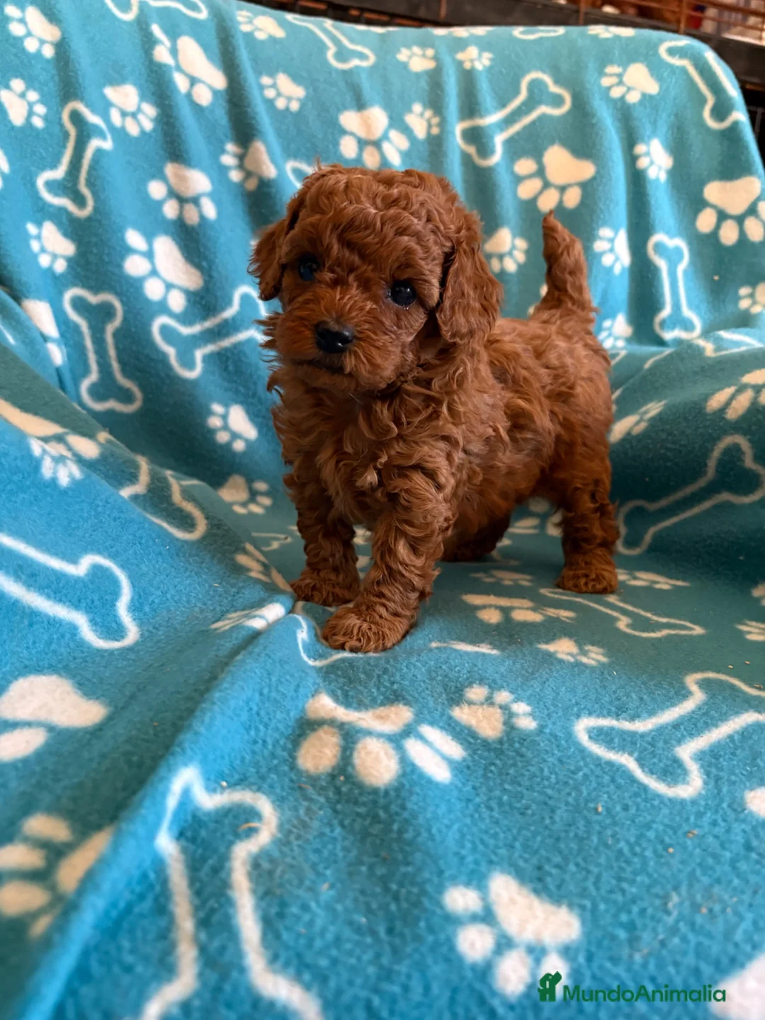 Caniche Toy perros en venta: Caniche toy - Anuncio 1