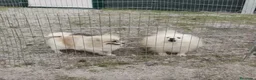 Pomerania perros en venta: Mini Pomerania blanco, osito - Anuncio 6