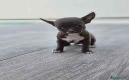 Chihuahua perros en venta: CHIHUAHUA HEMBRA - Imagen 9