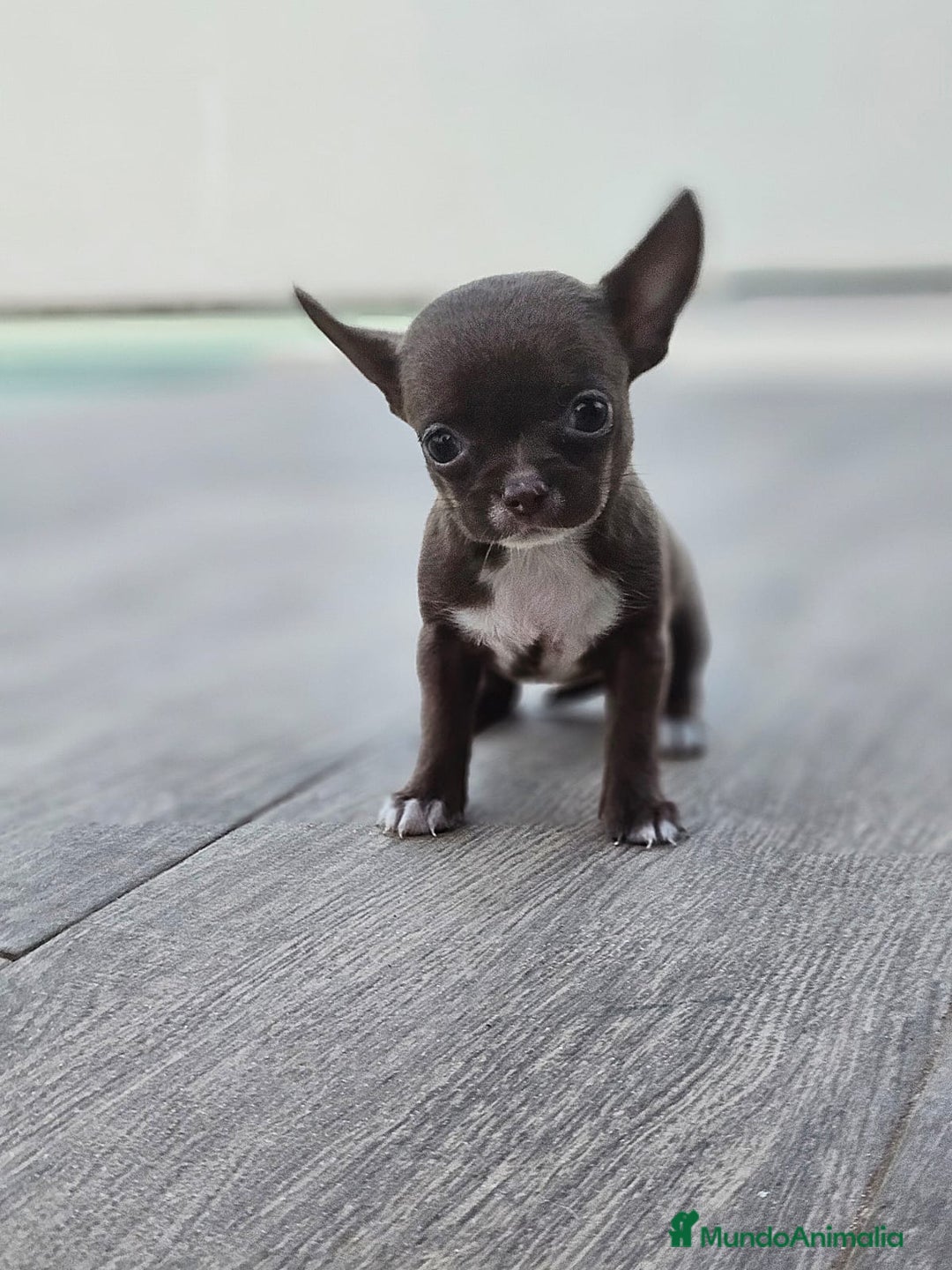 Chihuahua perros en venta: CHIHUAHUA HEMBRA - Imagen 9