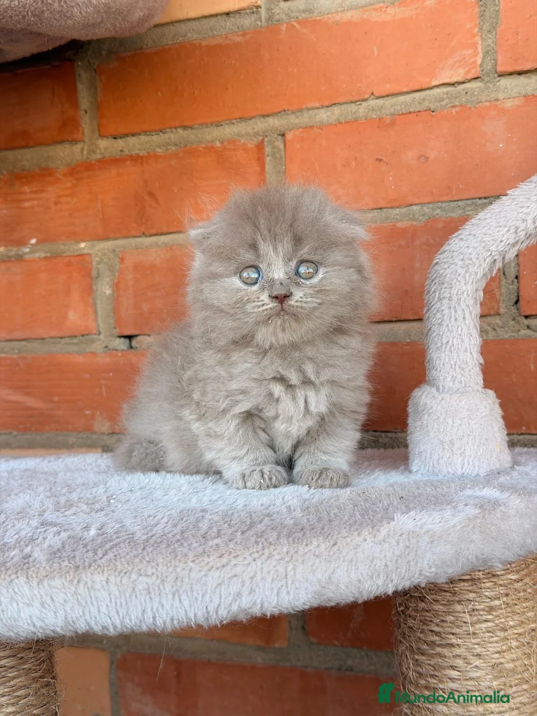 Británico de Pelo Largo gatos en venta: Macho de scotish pelo largo lilac - Anuncio 1