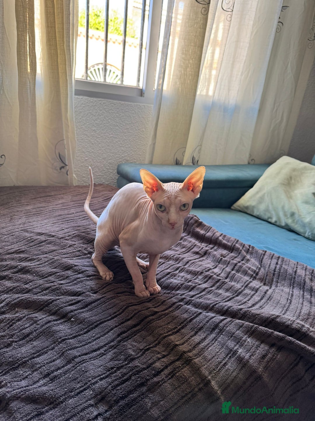 Sphynx gatos en venta: Gata egipcia  - Anuncio 4