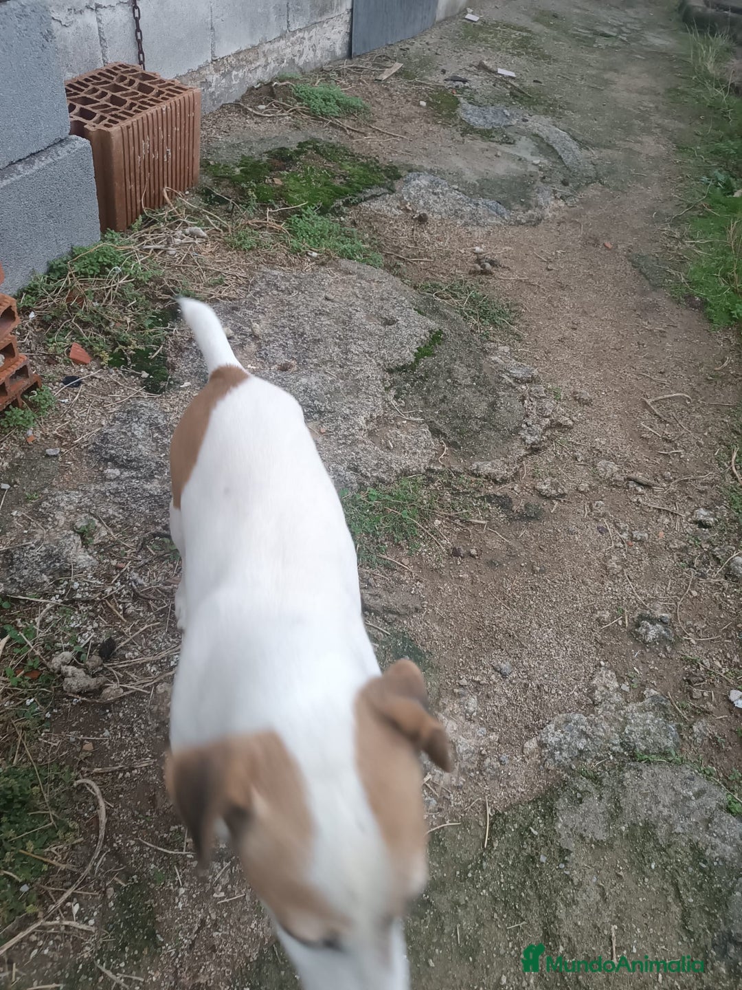 Jack Russell Terrier perros en adopcion: Macho jac Russell adulto adopcion - Anuncio 4