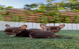 Chihuahua perros en venta: CHIHUAHUA MACHO - Imagen 19